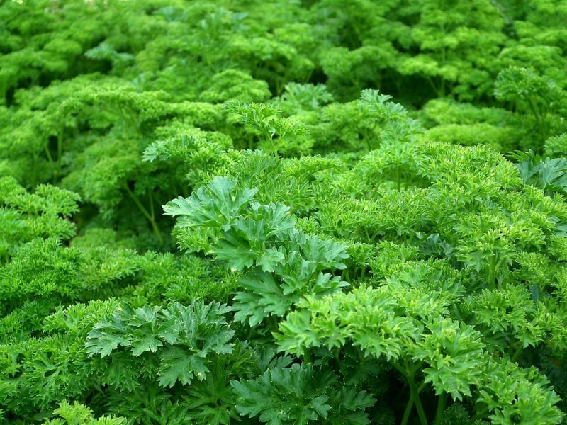 Botanical Spell Ingredients